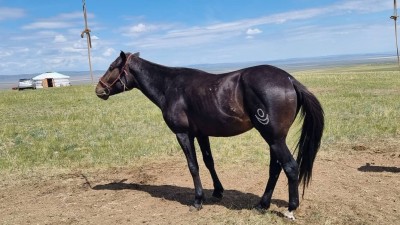 Эрлийз дээд