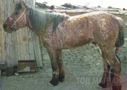 Д.Цогтбаяр: Манай аав аймагтаа адууныхаа цус сэлбэх ажлыг эхлүүлсэн хүн