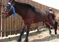 Д.Цогтбаяр: Манай аав аймагтаа адууныхаа цус сэлбэх ажлыг эхлүүлсэн хүн