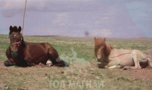 Д.Цогтбаяр: Манай аав аймагтаа адууныхаа цус сэлбэх ажлыг эхлүүлсэн хүн