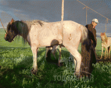 Д.Цогтбаяр: Манай аав аймагтаа адууныхаа цус сэлбэх ажлыг эхлүүлсэн хүн