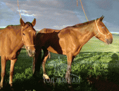 Д.Цогтбаяр: Манай аав аймагтаа адууныхаа цус сэлбэх ажлыг эхлүүлсэн хүн