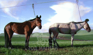 Д.Цогтбаяр: Манай аав аймагтаа адууныхаа цус сэлбэх ажлыг эхлүүлсэн хүн