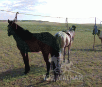 Д.Цогтбаяр: Манай аав аймагтаа адууныхаа цус сэлбэх ажлыг эхлүүлсэн хүн