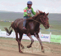 Унаач Г.Алтантөгс: Удмаа дагаад бөх болно