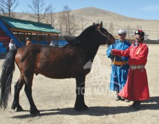 МУ-ын Алдарт уяач П.Доржпалам: Бүсийн наадамд азарга түрүүлгэчихээд иртэл наадам хэслээ гээд ажлаас халчихсан