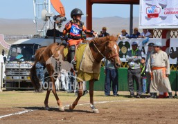 Б.Мөнхтүвшингийн хонгор халзан